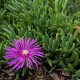 Delosperma species - Pink flower