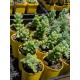 Plectranthus tomentosa - Product size