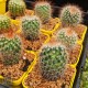 Mammillaria spinosissima - product size