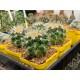 Echinocactus grusonii - product size