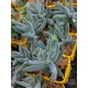 Crassula mesembryanthemoides - product size
