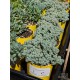 Sedum dasyphyllum - product size