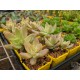 Sedeveria 'Pat's Pink' - product size