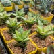 Aloe juvenna - product size