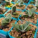 Gasteria 'Little Warty' - product size
