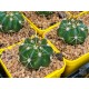 Melocactus bahiensis - product size