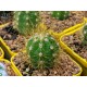 Echinopsis candicans - product size