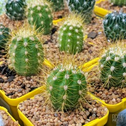 Echinopsis candicans - product size