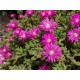 Mesembryanthemum species - Pink
