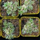 Crassula volkensii variegata - product size