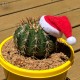 Mini Santa Hat for Plants