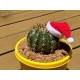 Mini Santa Hat for Plants