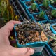 Euphorbia cylindrifolia - product size