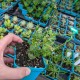 Euphorbia globosa - product size