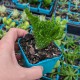 Euphorbia flanaganii cristata - product size
