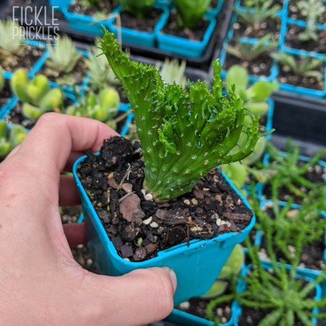 Euphorbia flanaganii cristata - product size