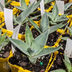 Agave applanata - product size