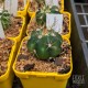 Melocactus oreas - product size