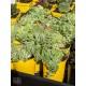 Sedum makinoi variegata (product size)