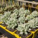 Crassula rogersii variegata - product size