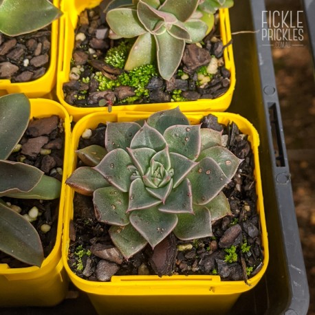 Graptopetalum bellum - product size