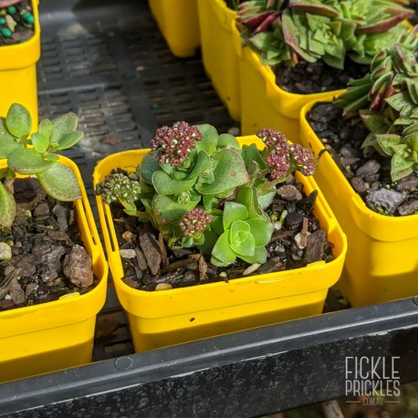 Crassula orbicularis - product size