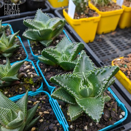 Faucaria species - product size