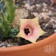 Huernia rosea - flower