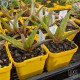 Aloe dorotheae - product size