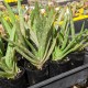Aloe vera - product size