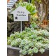 Mini Fairy Garden Sign - White