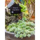 Mini Fairy Garden Sign - Black