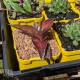 Agave kerchovei 'Huajuapan Red' - Product Size