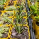 Agave striata - product size