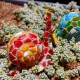Mosaic Snails - Set of 2