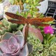 Rusted Dragonfly Spike