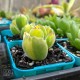 Cotyledon tomentosa	- Yellow Variegated - product size