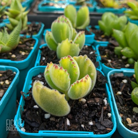 Cotyledon tomentosa	- Yellow Variegated - product size