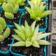 Haworthia hybrid - Variegated - product size