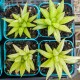 Haworthia hybrid - Variegated - product size