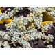 Crassula corallina - flowers