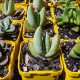 Aloe claviflora - product size