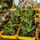 Aloe perfoliata - product size