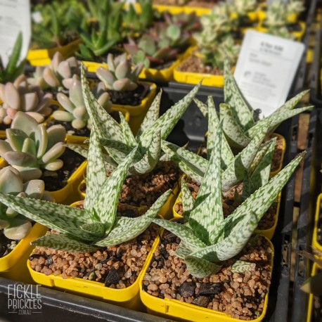 Aloe 'Quick Silver' - product size