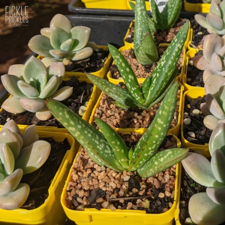 Aloe cameronii - product size