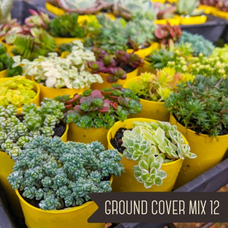 Ground Cover Mix of 12 