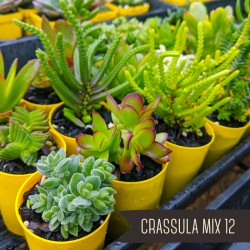 Crassula Mix of 12