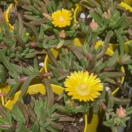 Delosperma 'Delmara Yellow'