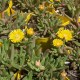 Delosperma 'Delmara Yellow'