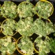 Sedum japonicum variegata - product size